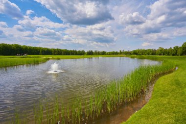 kuşlar su, ördekler ve kuğuları sazlık civarında bir gölet ve arka planda yeşil çim yüzen ile bir göl vardır yaprak döken ağaçlar.