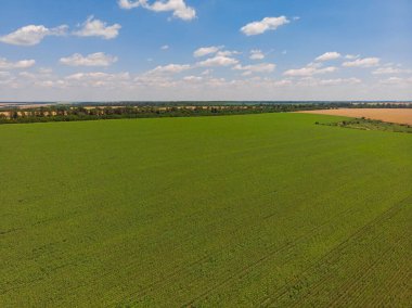 Ayçiçeği tarlası. Tarım alanlarının havadan görünüşü, çiçek açan yağ tohumu. Üst görünüm.