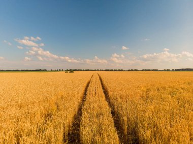 Drone uçuş olgun çavdar kulakları alanın üzerinde