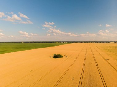 Yükseklikten buğday tarlası, üst görünüm, İHA tarafından fotoğraflanmış.