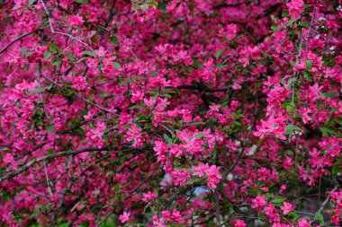Pembe çiçekli bahar arkaplanı. Çiçekli sakura ağacıyla güzel bir doğa sahnesi. Sığ alan derinliği.