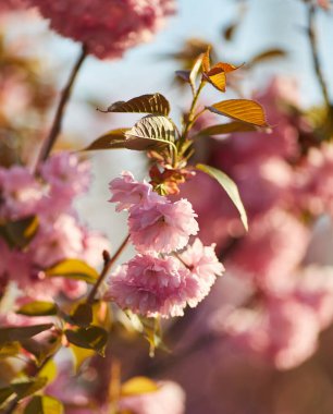 Pembe çiçekli bahar arkaplanı. Çiçekli sakura ağacıyla güzel bir doğa sahnesi. Sığ alan derinliği.