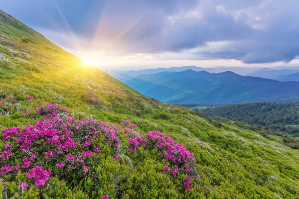 Paisaje Verano Con Flores Rododendro Tarde Con Hermoso Cielo Las — Foto de Stock