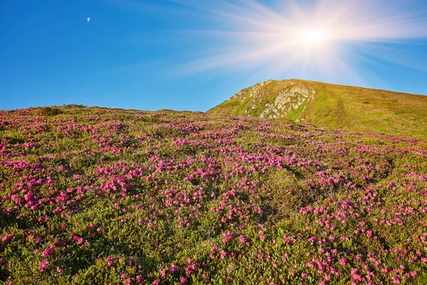 Magische Rosa Rhododendron Blüten Auf Dem Sommerberg — Stockfoto