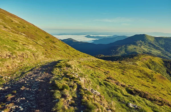 Alplerde yeşil çayırlar, çiçek açan çiçekler ve arka planda karla kaplı dağ tepeleri olan Idyllic manzarası.