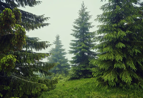 Dia Nebuloso Dentro Uma Floresta Coníferas Montanha — Fotografia de Stock