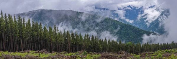 Bosontbossing Het Kappen Van Oude Dennenbomen Mountais Schadelijk Voor Ecologie — Stockfoto