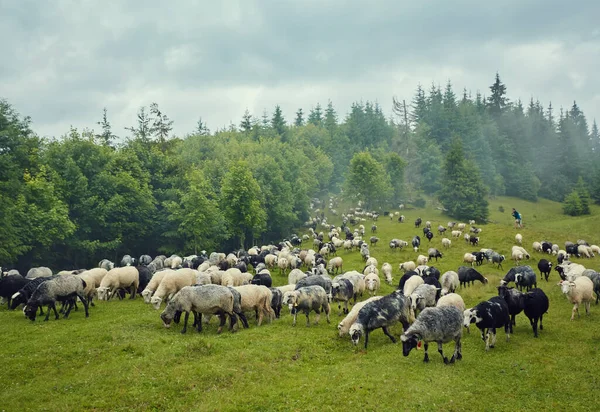 山の中で緑の牧草地に羊の放牧の群れと風景のパノラマ 農場の若い白 茶色の羊の放牧 — ストック写真