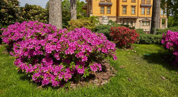 Vacker Sommarträdgård Med Gångväg Slingrar Sig Genom — Stockfoto