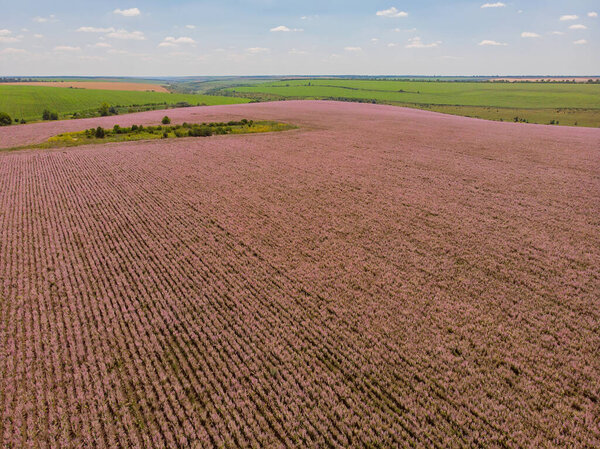 поле, полное фиолетовых цветов воздушный фотодрон