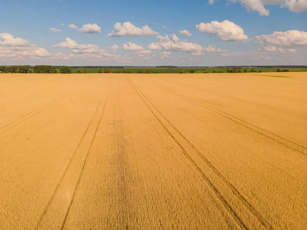 Weizenfeld Aus Der Höhe Von Oben Drohne Fotografiert — Stockfoto