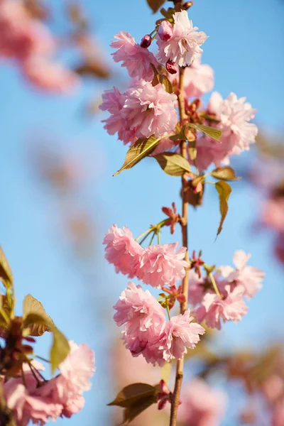 배경에 분홍색 벚꽃이 아름다운 자기장의 — 스톡 사진