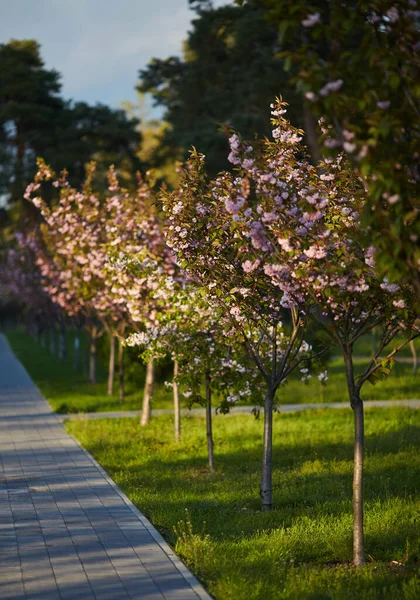Зображення Парку Алеєю Рожевих Квітучих Сакури Весняний Пейзаж Шлях Молодими — стокове фото