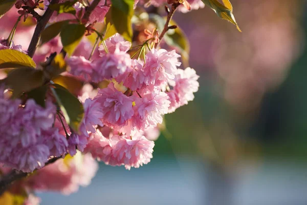Hermosa Flor Cerezo Japonés Con Brotes Flores Rosadas Profundas Flores — Foto de Stock