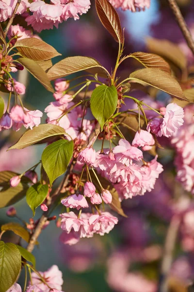 Beautiful Japanese Cherry Blossom Deep Pink Flower Buds Young Booming — Stock Photo, Image