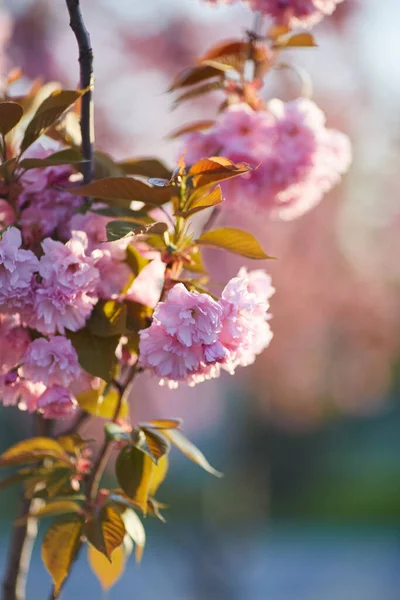 Koyu Pembe Çiçek Tomurcukları Patlayan Genç Çiçekleriyle Güzel Japon Kiraz — Stok fotoğraf