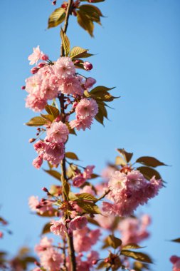 Mavi gökyüzüne karşı Sakura 'nın açık pembe çiçekleri. Yüzeyin derinliği. Seçici odak.