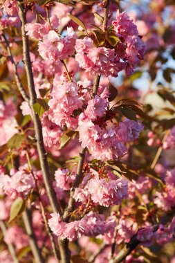 Pembe çiçekli bahar arkaplanı. Çiçekli sakura ağacıyla güzel bir doğa sahnesi. Sığ alan derinliği.