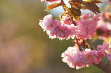 Mavi gökyüzüne karşı Sakura 'nın açık pembe çiçekleri. Yüzeyin derinliği. Seçici odak.