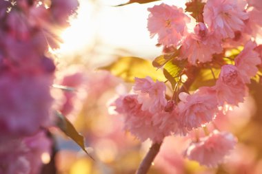 Mavi gökyüzüne karşı Sakura 'nın açık pembe çiçekleri. Yüzeyin derinliği. Seçici odak.