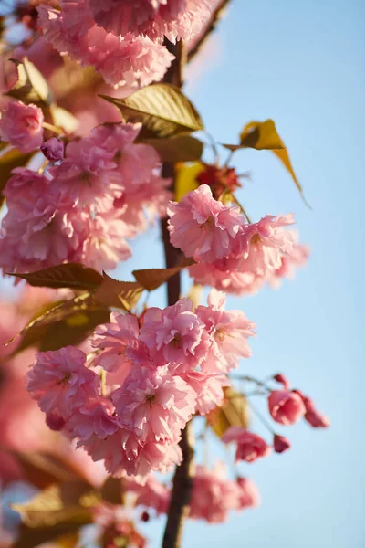 Flores Rosa Claro Sakura Contra Cielo Azul Profundidad Campo Superficial — Foto de Stock