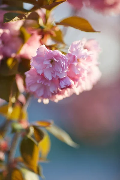 Pembe Çiçekli Bahar Arkaplanı Çiçekli Sakura Ağacıyla Güzel Bir Doğa — Stok fotoğraf