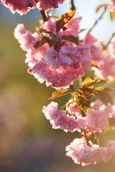 Koyu Pembe Çiçek Tomurcukları Patlayan Genç Çiçekleriyle Güzel Japon Kiraz — Stok fotoğraf