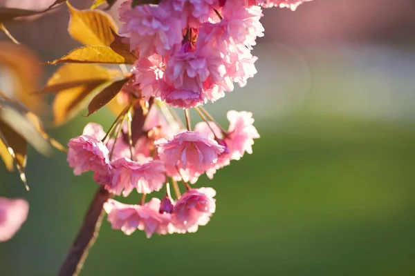 Jasnoróżowe Kwiaty Sakura Przeciwko Blu Nieba Płytka Głębokość Pola Skupienie — Zdjęcie stockowe