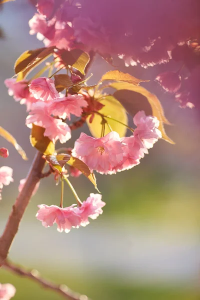 Koyu Pembe Çiçek Tomurcukları Patlayan Genç Çiçekleriyle Güzel Japon Kiraz — Stok fotoğraf