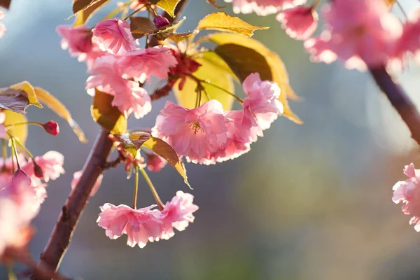 Pembe çiçekli bahar arkaplanı. Çiçekli sakura ağacıyla güzel bir doğa sahnesi. Sığ alan derinliği.