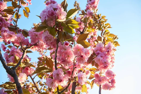 Fiori Rosa Chiaro Sakura Contro Cielo Blu Profondità Campo Ridotta — Foto Stock