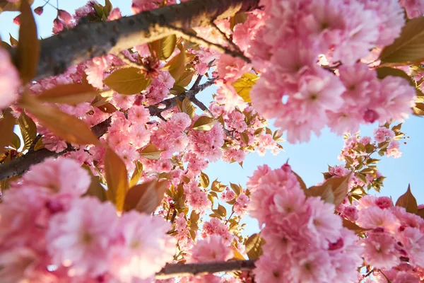 Fondo Primaverile Con Fiori Rosa Bella Scena Naturale Con Albero — Foto Stock