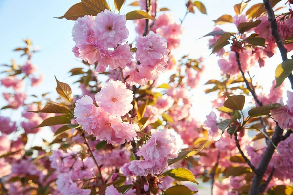Våren Bakgrund Med Rosa Blomma Vacker Naturscen Med Blommande Sakuraträd — Stockfoto