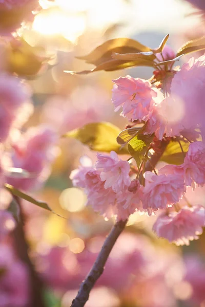 Flores Rosa Claro Sakura Contra Cielo Azul Profundidad Campo Superficial — Foto de Stock