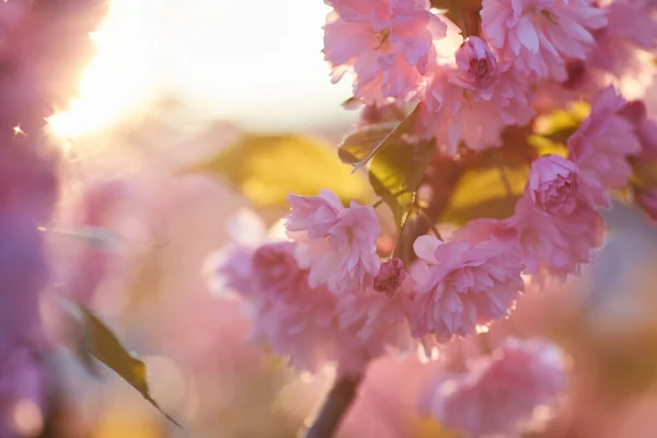 Mavi Gökyüzüne Karşı Sakura Nın Açık Pembe Çiçekleri Yüzeyin Derinliği — Stok fotoğraf