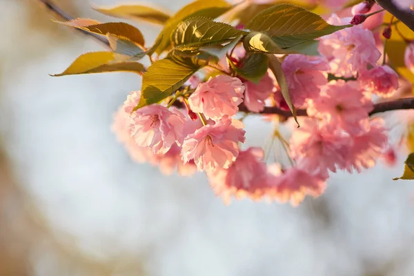 Fondo Primavera Con Flor Rosa Hermosa Escena Naturaleza Con Árbol — Foto de Stock