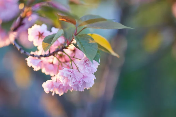 深いピンクの花芽と若い活況を呈している花を持つ美しい日本の桜 ボケッ 夢のような感じのためのフィールドの浅い深さ — ストック写真