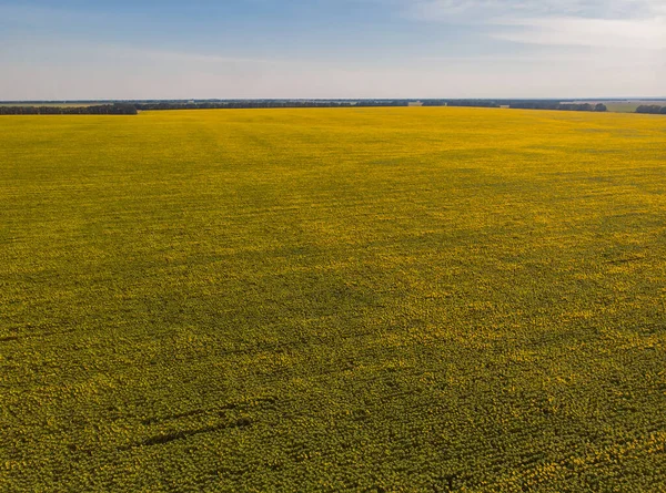 Champ Tournesol Jaune Idyllique Lumière Soleil Lieu Localisation Ukraine Europe — Photo