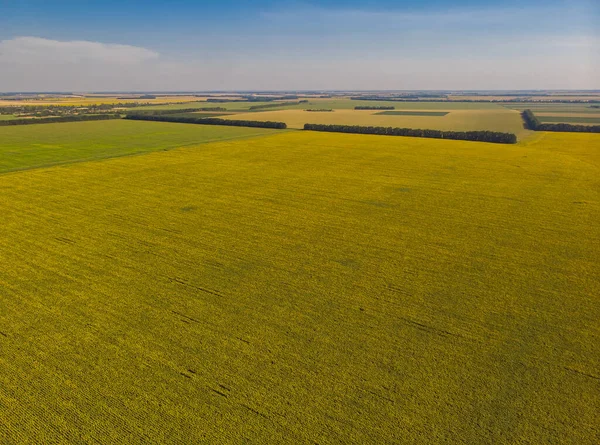 Sonnenblumenfeld Luftaufnahme Von Landwirtschaftlichen Feldern Mit Blühenden Ölsaaten Ansicht Von — Stockfoto