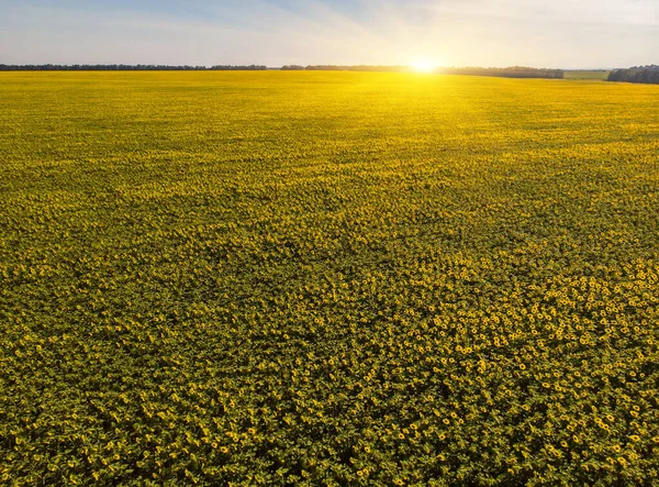 Sonnenblumenfeld Luftaufnahme Von Landwirtschaftlichen Feldern Mit Blühenden Ölsaaten Ansicht Von — Stockfoto