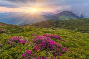 Yaz dağ sihirli pembe ormangülü çiçek