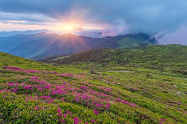 Yaz dağ sihirli pembe ormangülü çiçek
