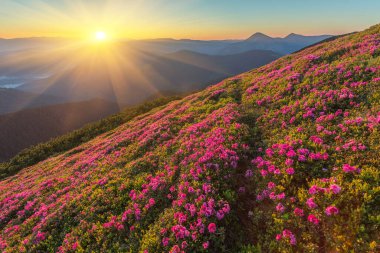 Yaz dağ sihirli pembe ormangülü çiçek
