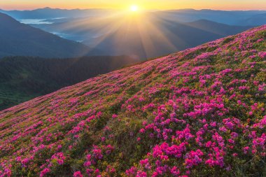 Orman çiçekleri olan yaz manzarası. Dağlarda güzel bir gökyüzü ile akşam. Pembe çiçeklerin olduğu bir yer. Renk tonu