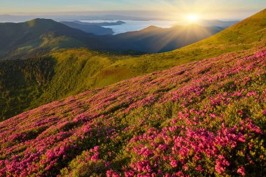 Rhododendron çiçekleri yaz mevsiminde dağları kaplamıştı. Ön planda parlayan turuncu gün ışığı. Peyzaj fotoğrafçılığı