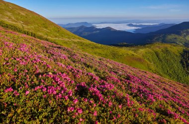 Yaz dağ sihirli pembe ormangülü çiçek