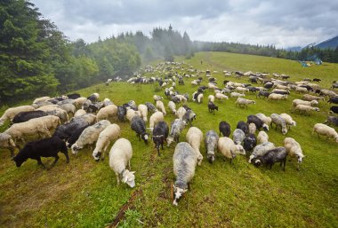Dağlardaki yeşil otlaklarda otlayan koyun sürüsüyle manzara manzarası. Genç beyaz, leke ve kahverengi koyun çiftlikte otluyor..