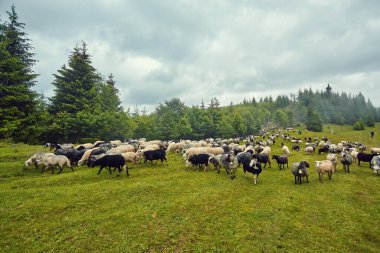 Dağlardaki yeşil otlaklarda otlayan koyun sürüsüyle manzara manzarası. Genç beyaz, leke ve kahverengi koyun çiftlikte otluyor..