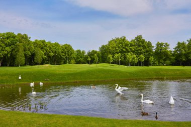 kuşlar su, ördekler ve kuğuları sazlık civarında bir gölet ve arka planda yeşil çim yüzen ile bir göl vardır yaprak döken ağaçlar.