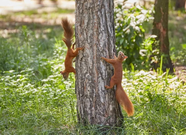 Zwei Eichhörnchen Mit Flauschigen Schwänzen Stamm Eines Alten Baumes Eichhörnchen — Stockfoto